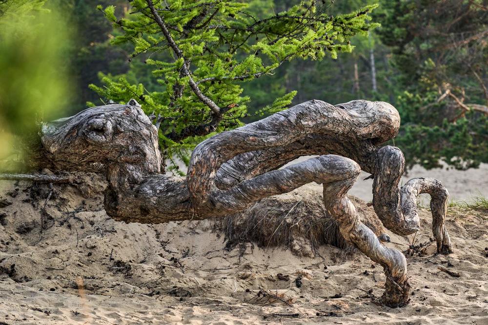 Фотография автора Сергей Низовцев