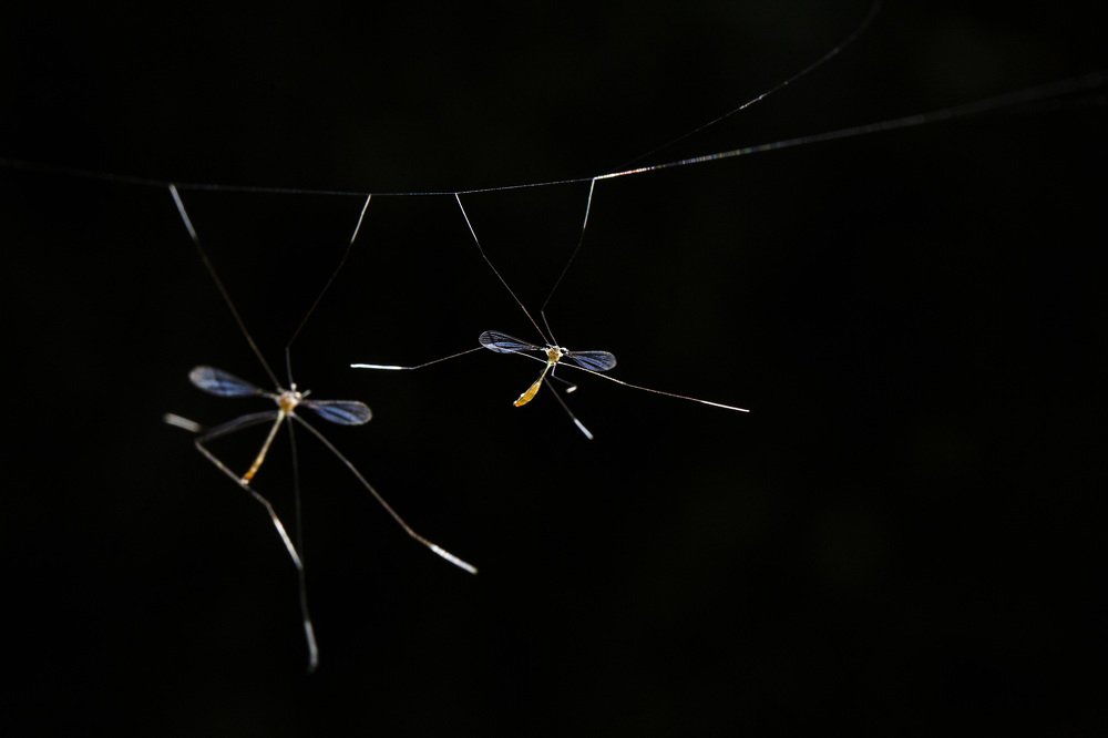 Photograph by Partha Chakraborty