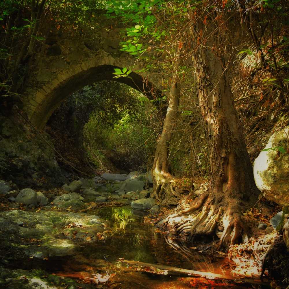 Magic breach in the forest