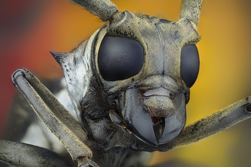 Apriona rixator - Manapla- Philippines