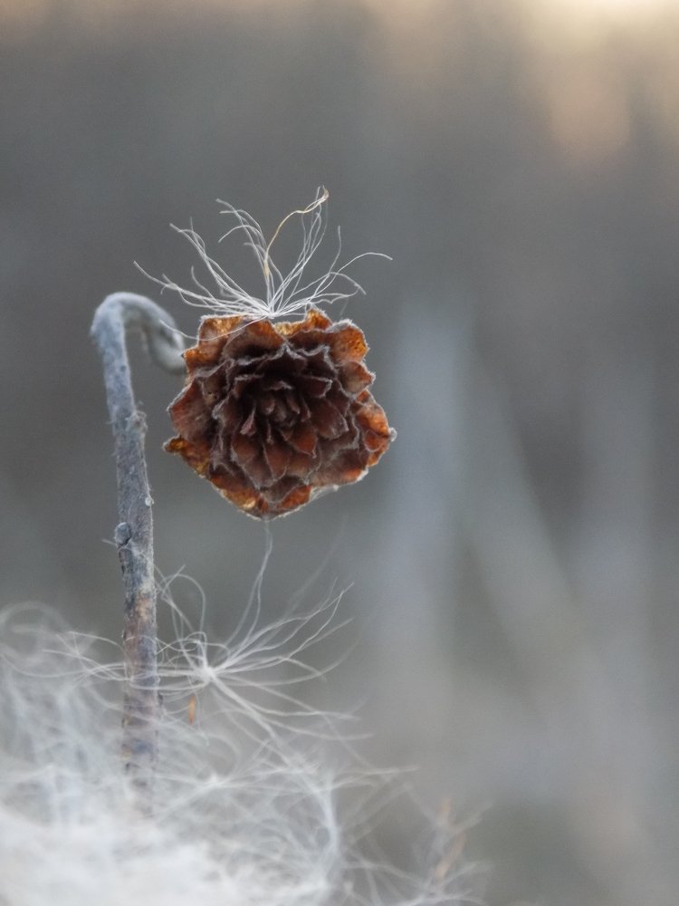 Венценосная.