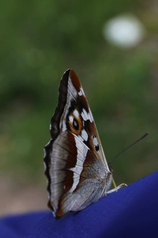 Парус одинокий