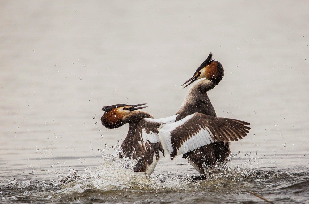 Рукопашная