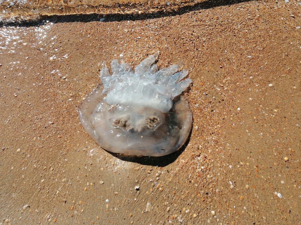 Корона медузы