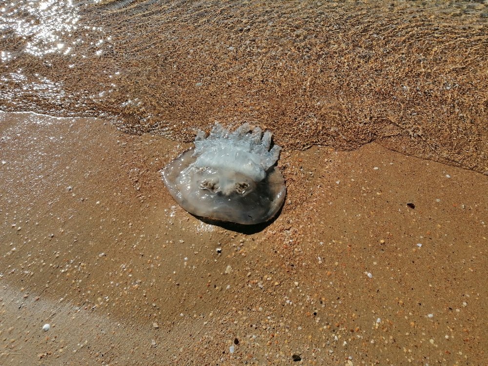 Корона медузы