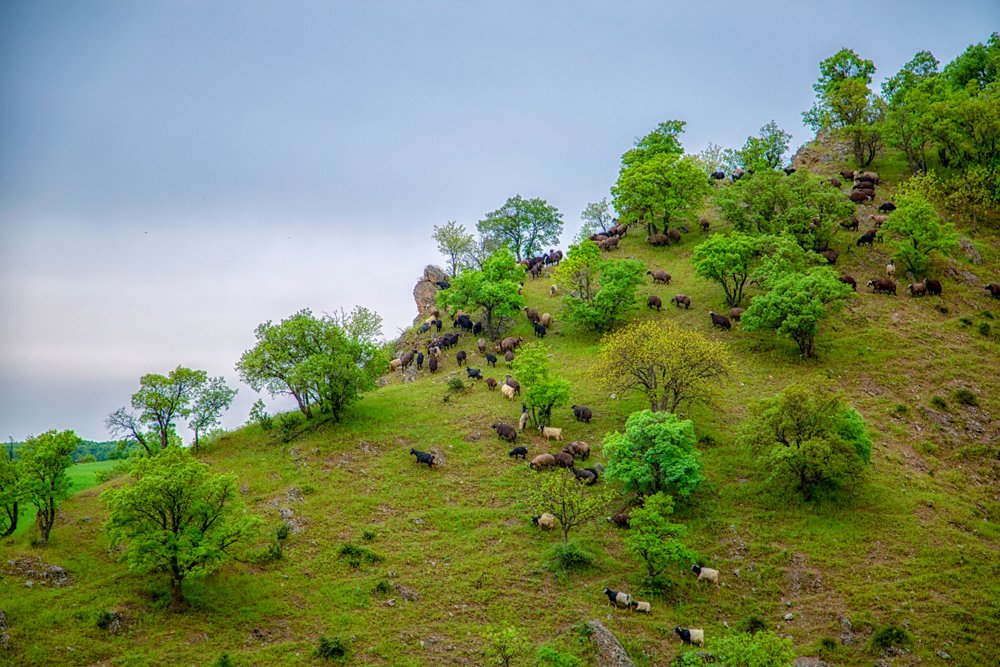 Photograph by Chia Hasankhali