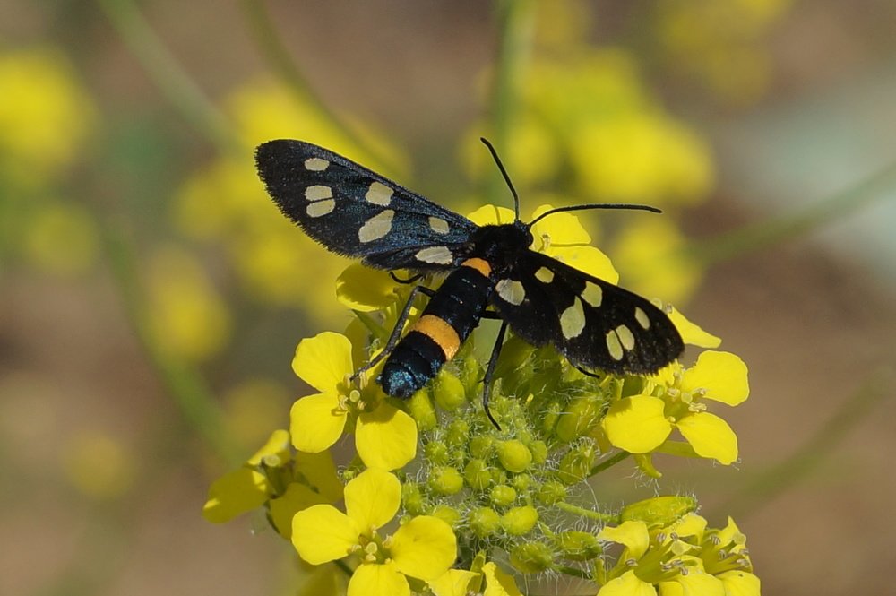 Photograph by Елена Николаева