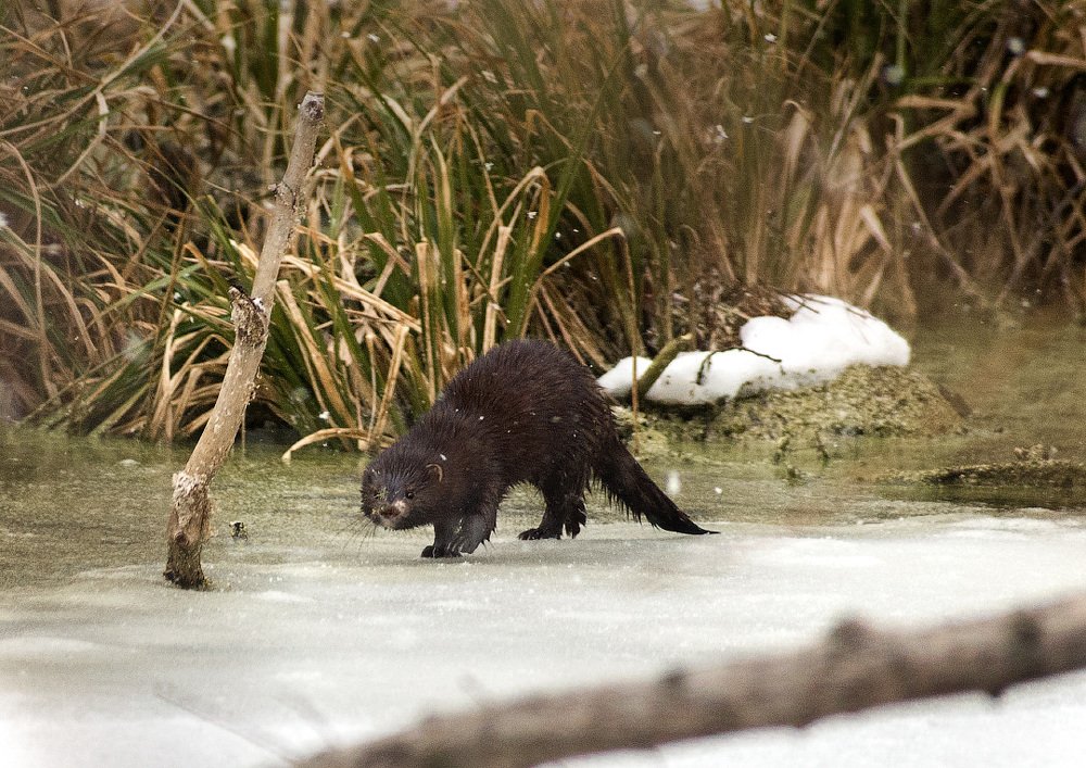 Photograph by Сергей Степанов