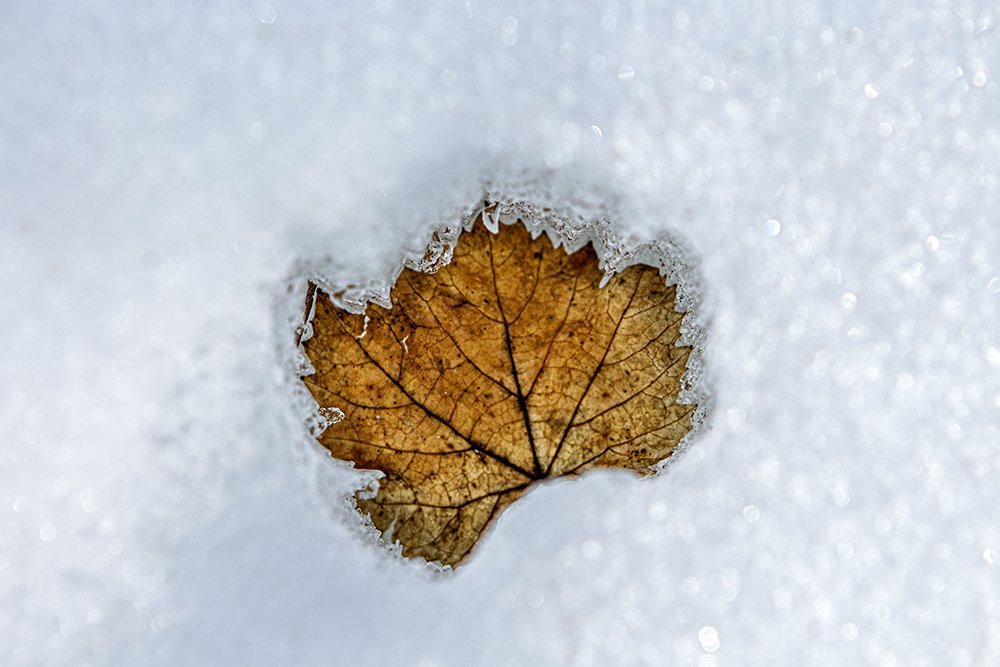 leaf in the snow