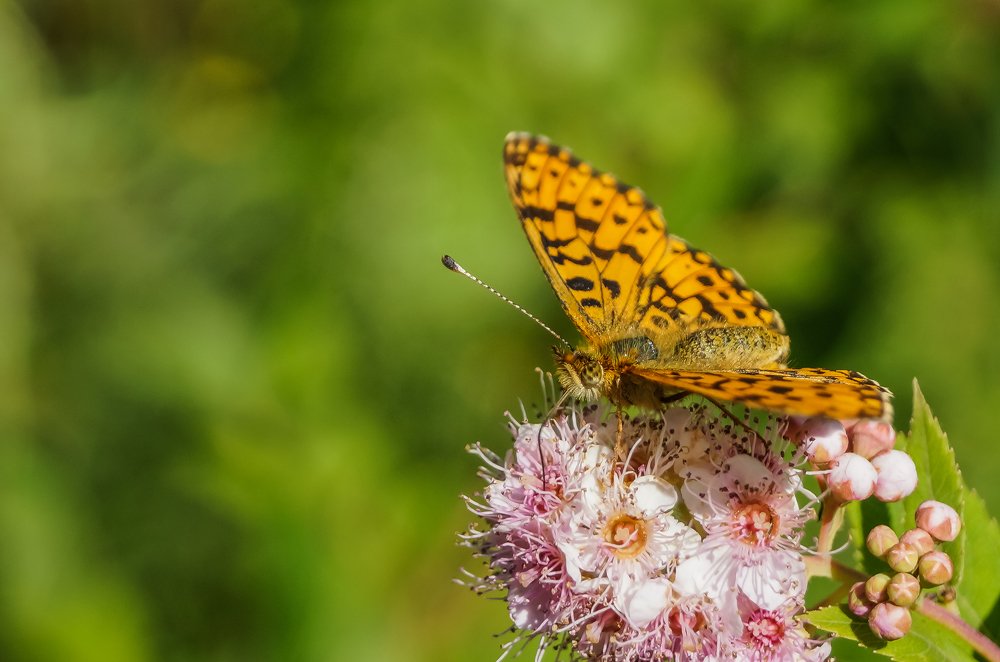 Photograph by Виктор Сёмушкин