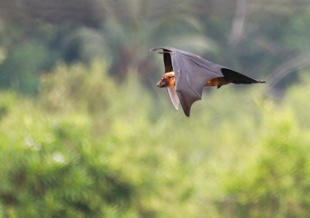 Photograph by Ajith Hindakaraldeniya