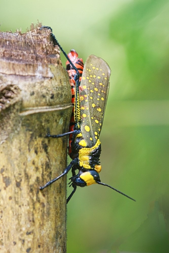 Photograph by Ajith Hindakaraldeniya