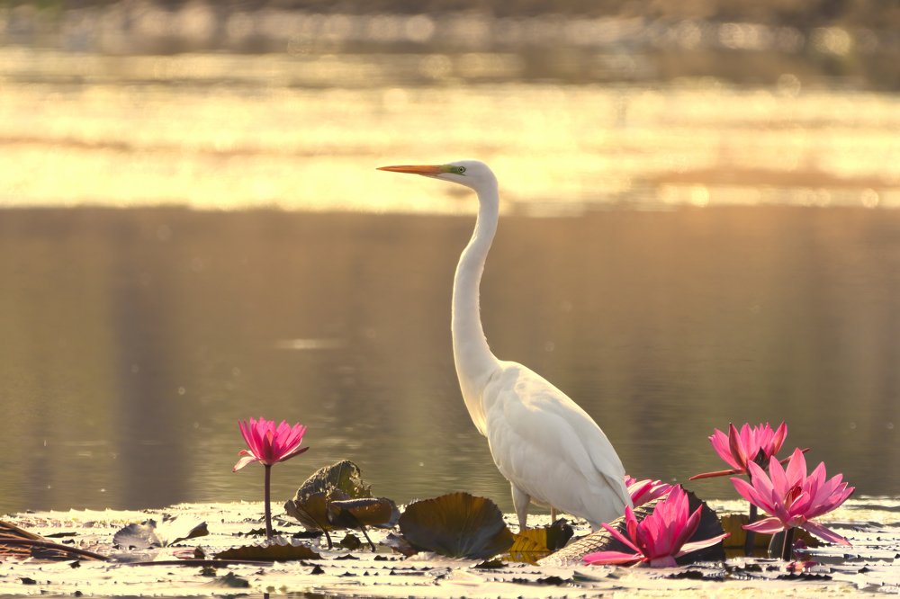 The beauty and lotus