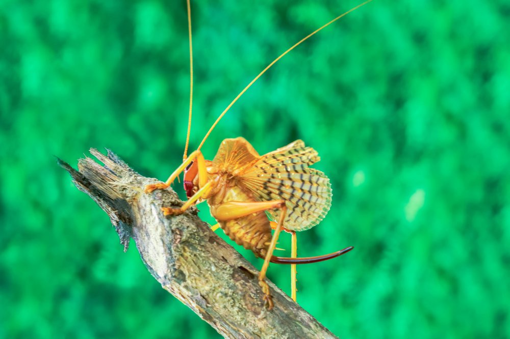 Bush Cricket