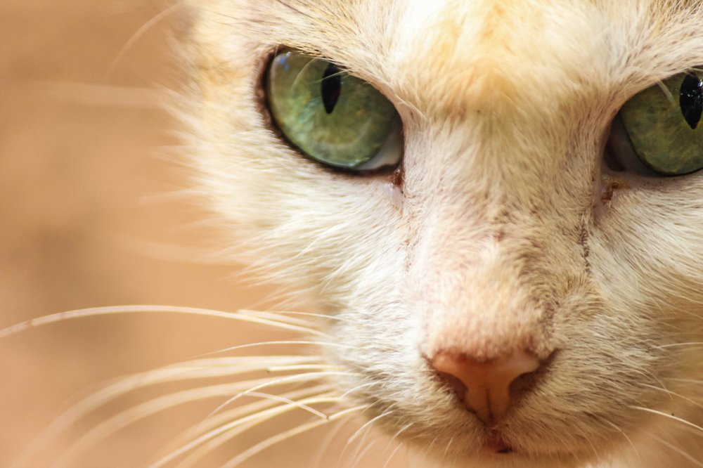 Фотография автора Vijay Richhiya