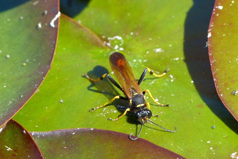Photograph by Dietrich Klaue