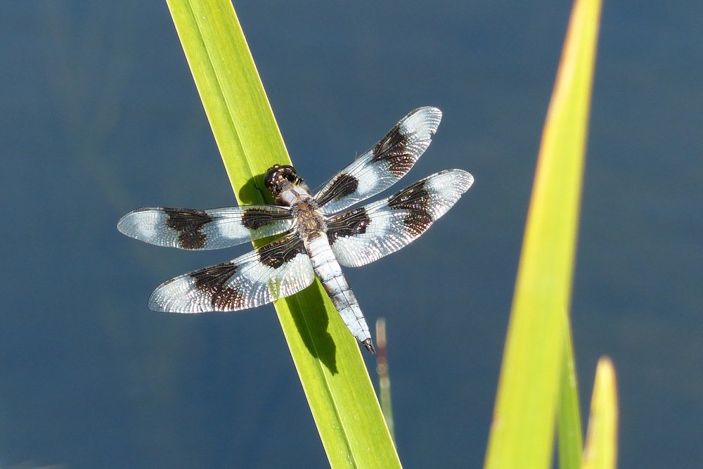Photograph by Dietrich Klaue