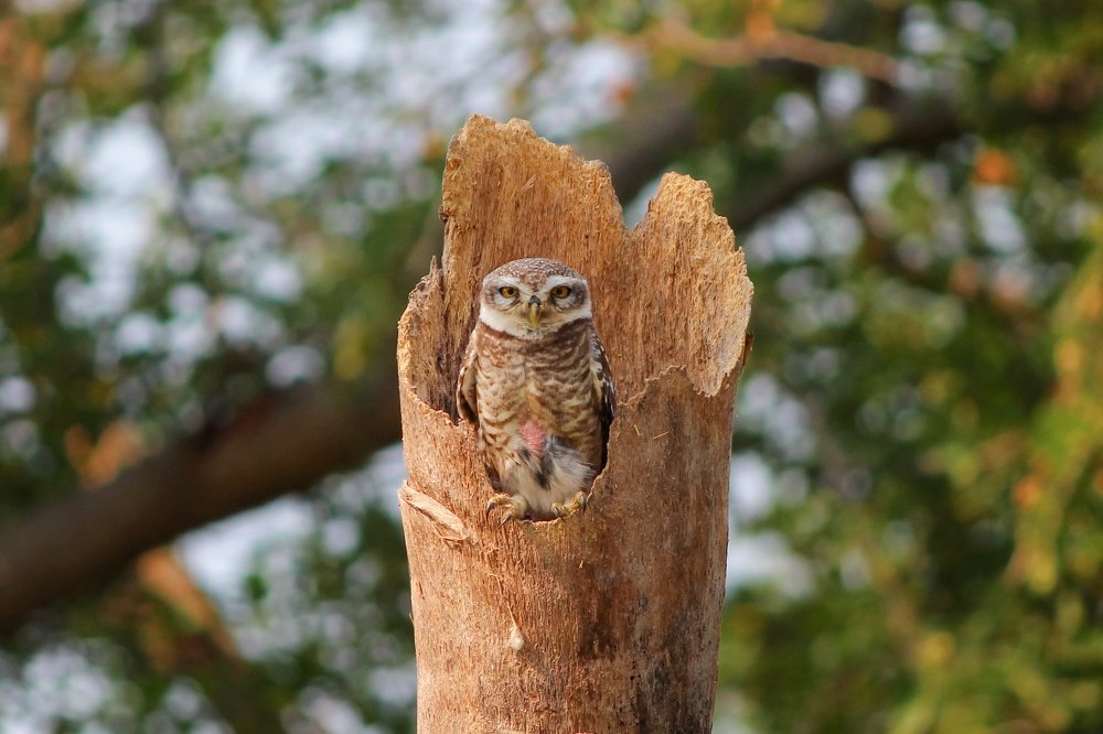 Photograph by Gajjar Jay