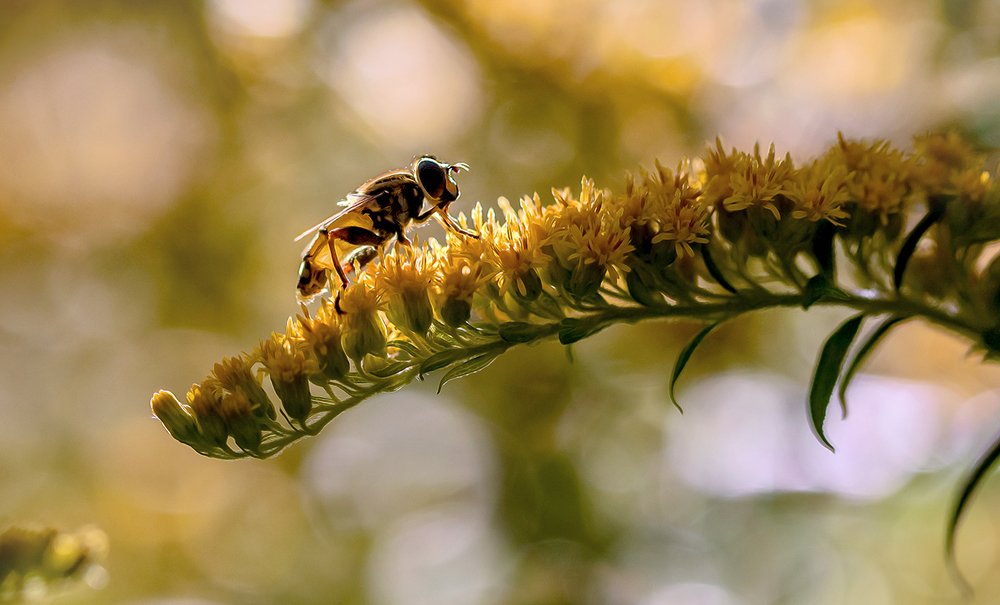 Солнечная муха