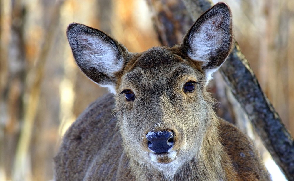 Photograph by Виктор Игнатенко.