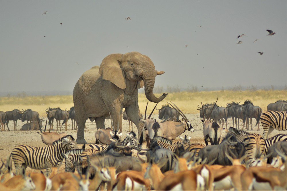 Photograph by P.J. Botha