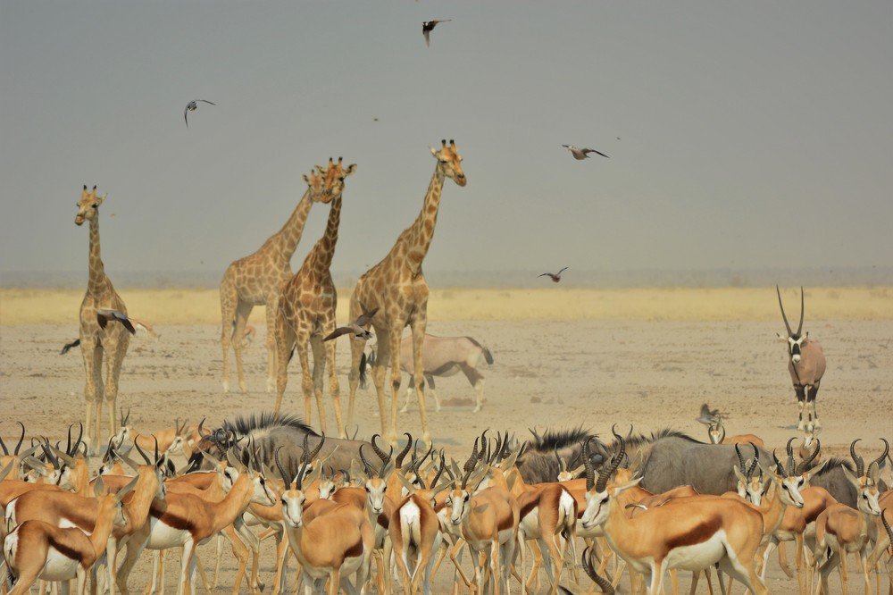 Diversity in drought