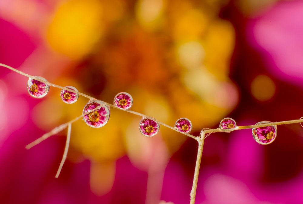 Photograph by Nidhi Raman