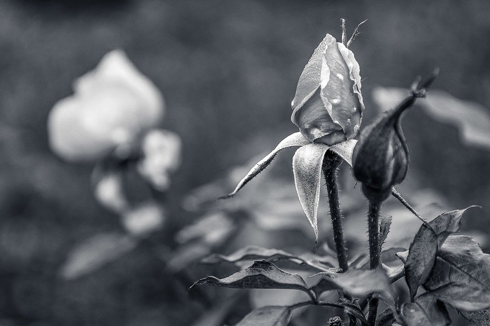 Photograph by Ali Mohammadi Fard