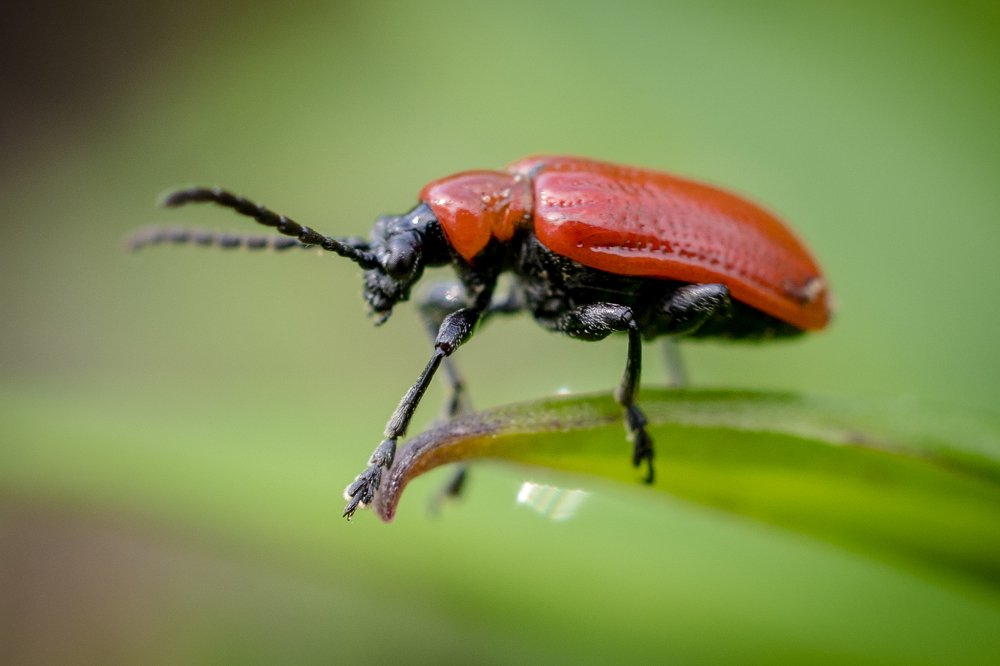 Лилейная трещалка