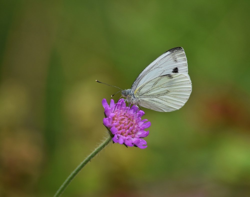 Photograph by Ирина Курицына