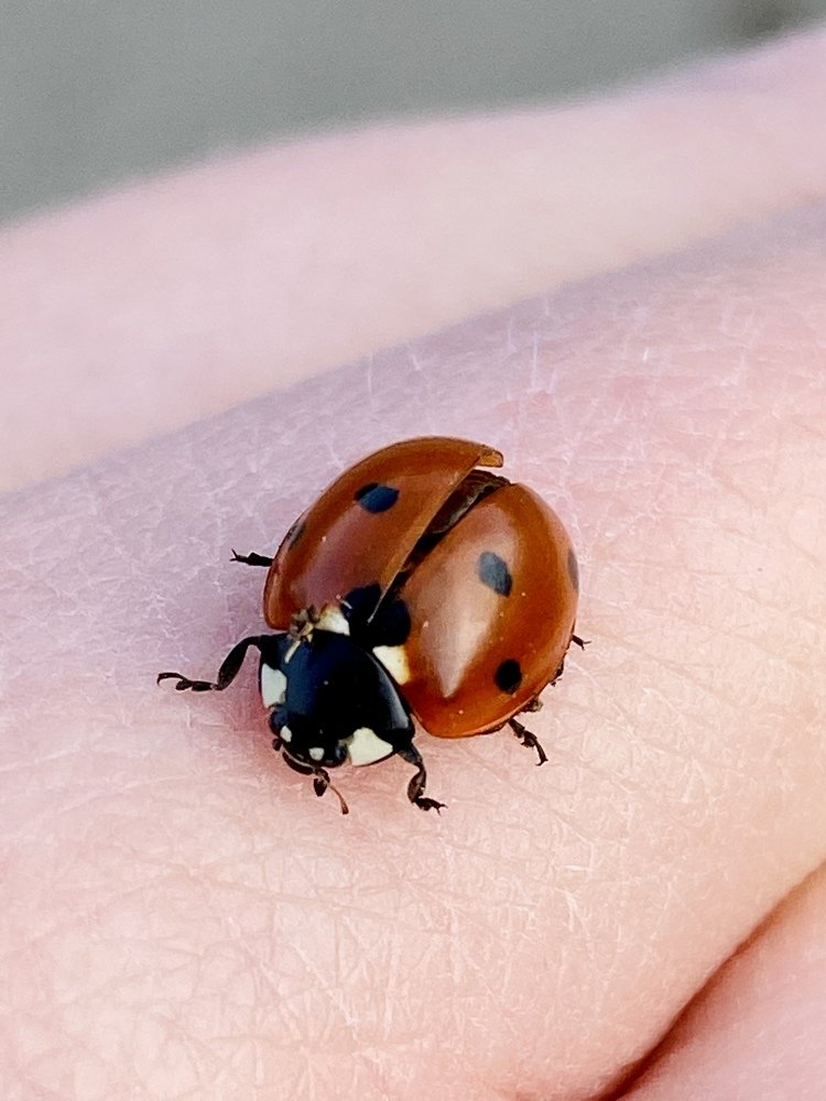 Photograph by Юлия Сушко