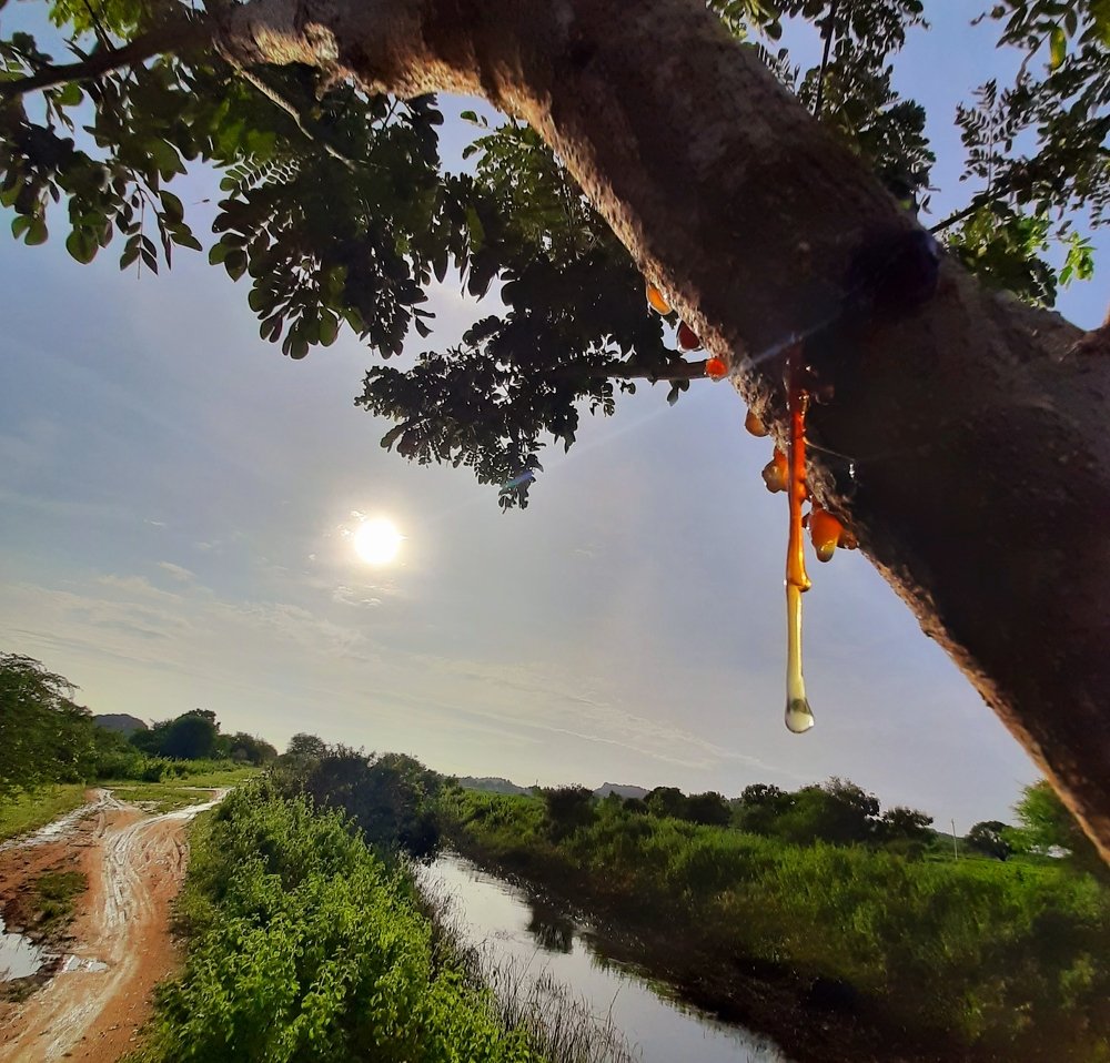 Photograph by Chakravarthy Kyasal