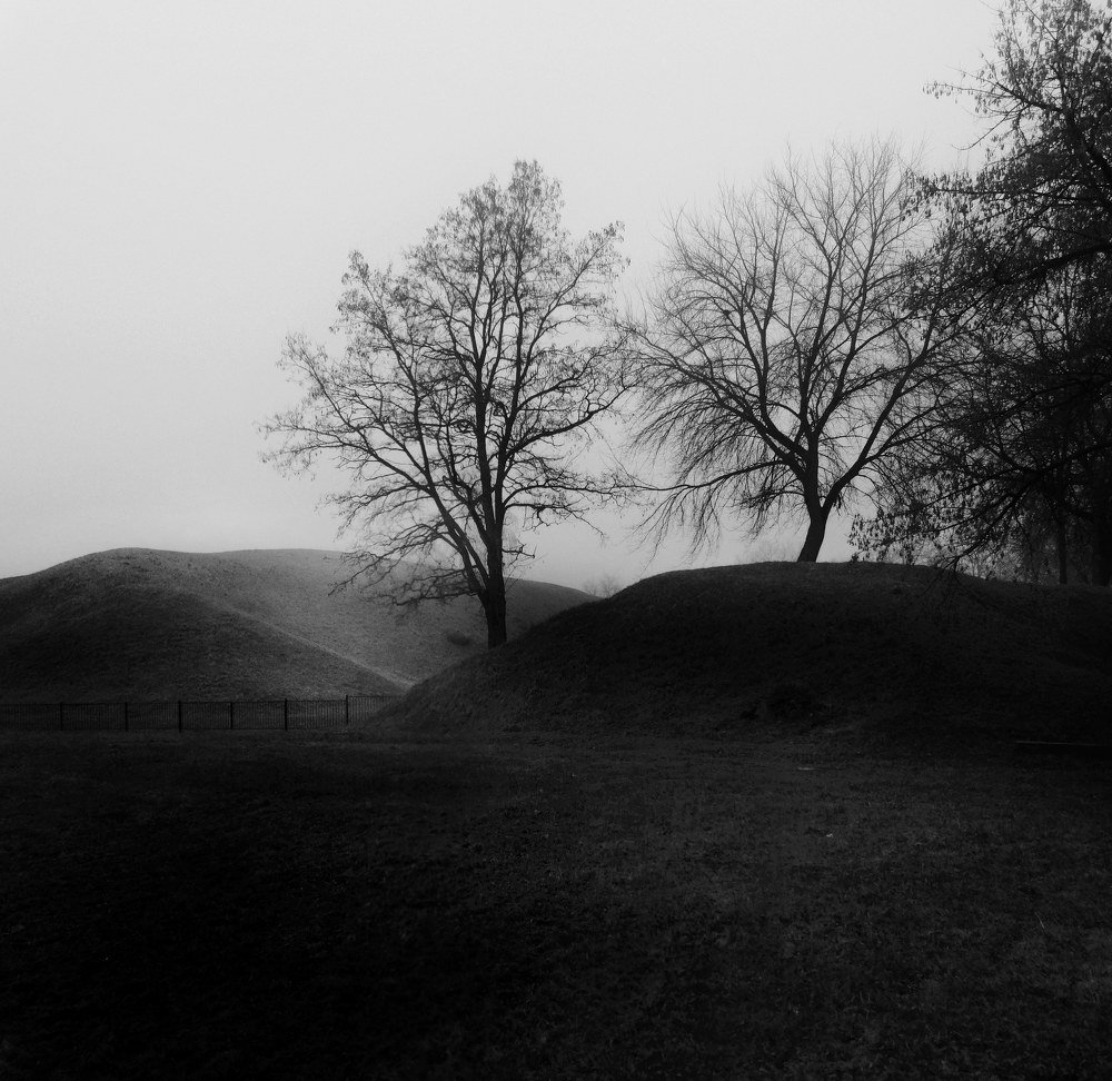 Landscape with trees and fence