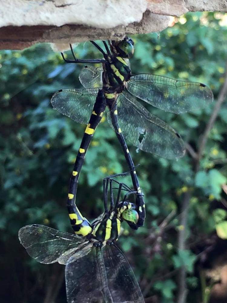Photograph by Arun Thakuri