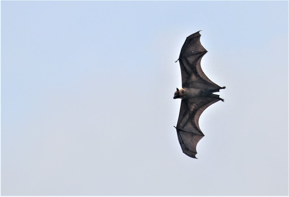 Photograph by Ajith Hindakaraldeniya