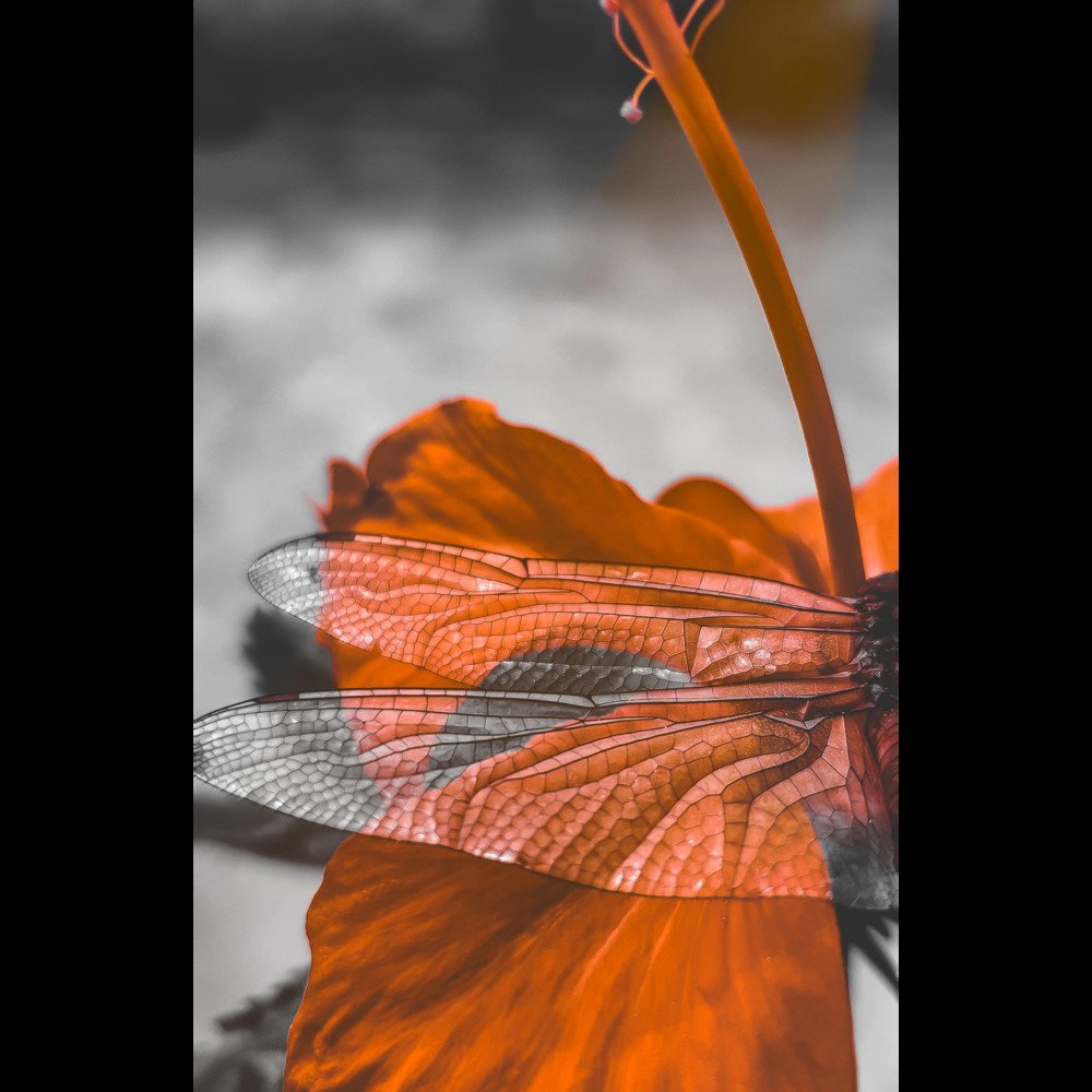 Photograph by Abhishek Prasad