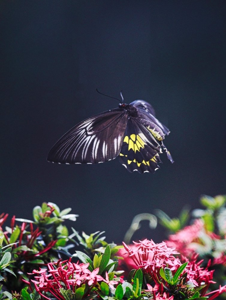 Photograph by Ajith Hindakaraldeniya