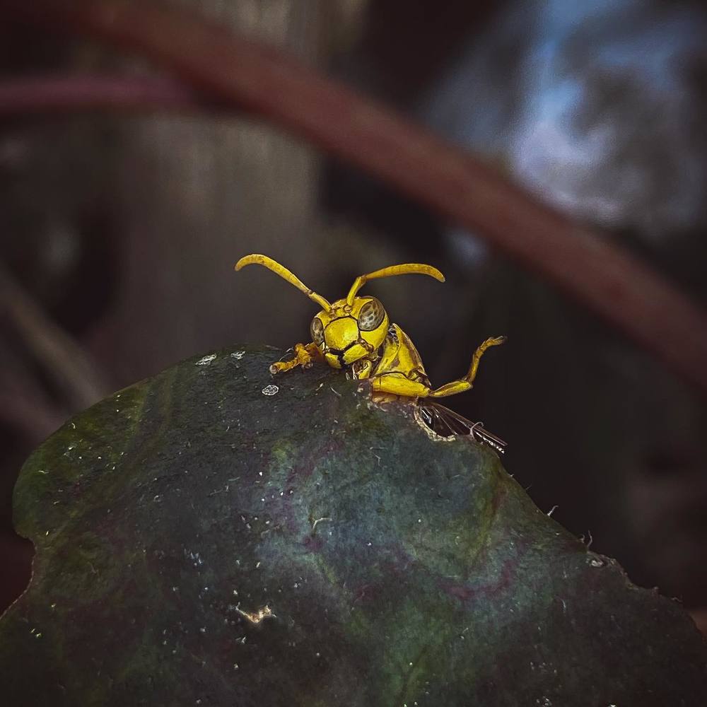 Hello from bumblebee