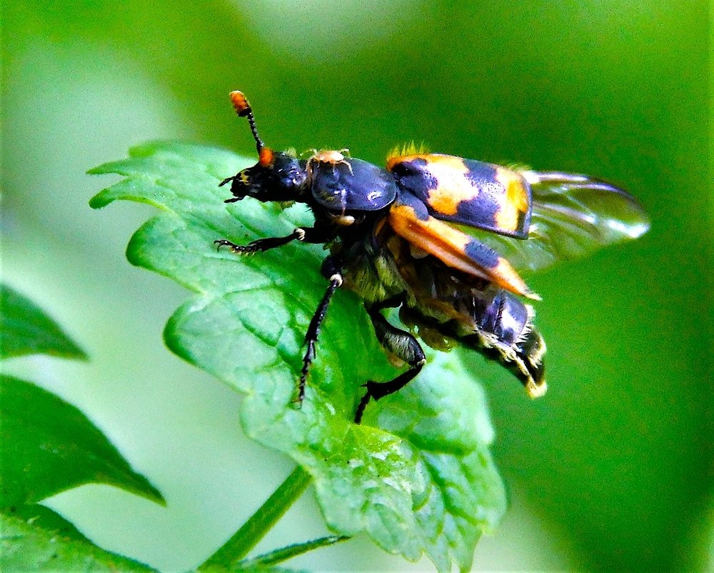 Фотография автора Nepran Vyacheslav