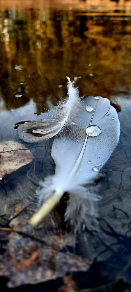 Photograph by Elvira Ner