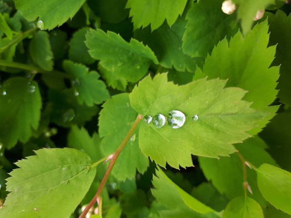Photograph by Elvira Ner