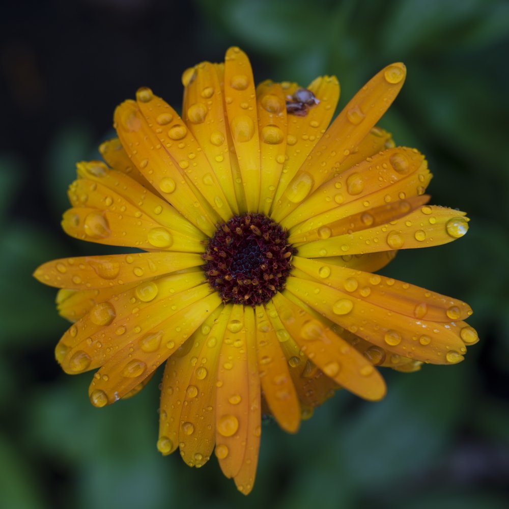 Photograph by Сергей Черкашин