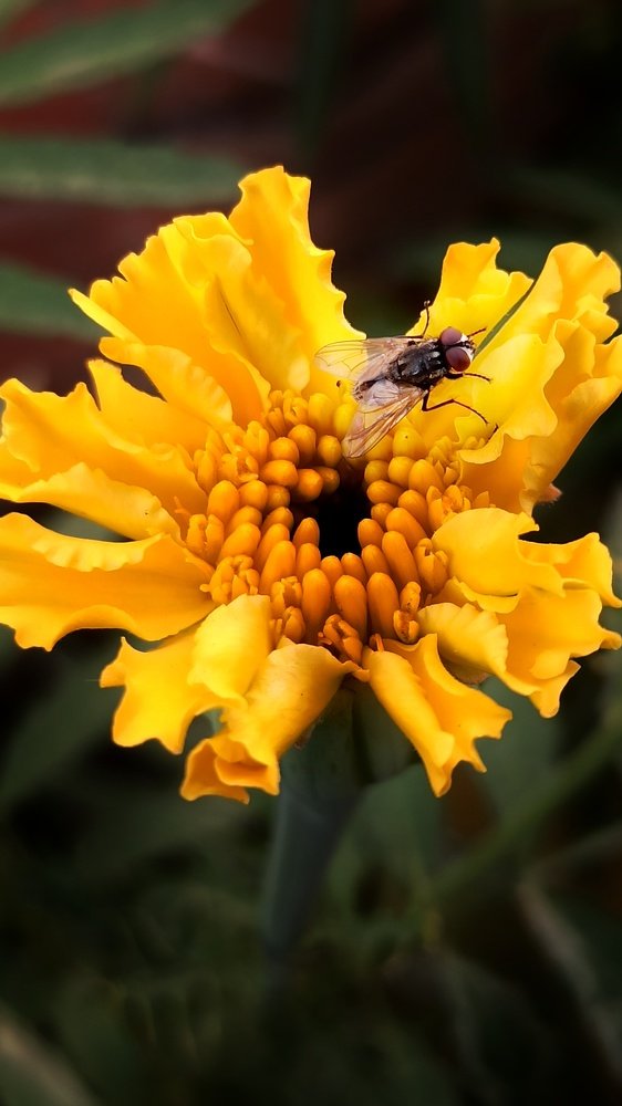 Фотография автора Ankur Kundu