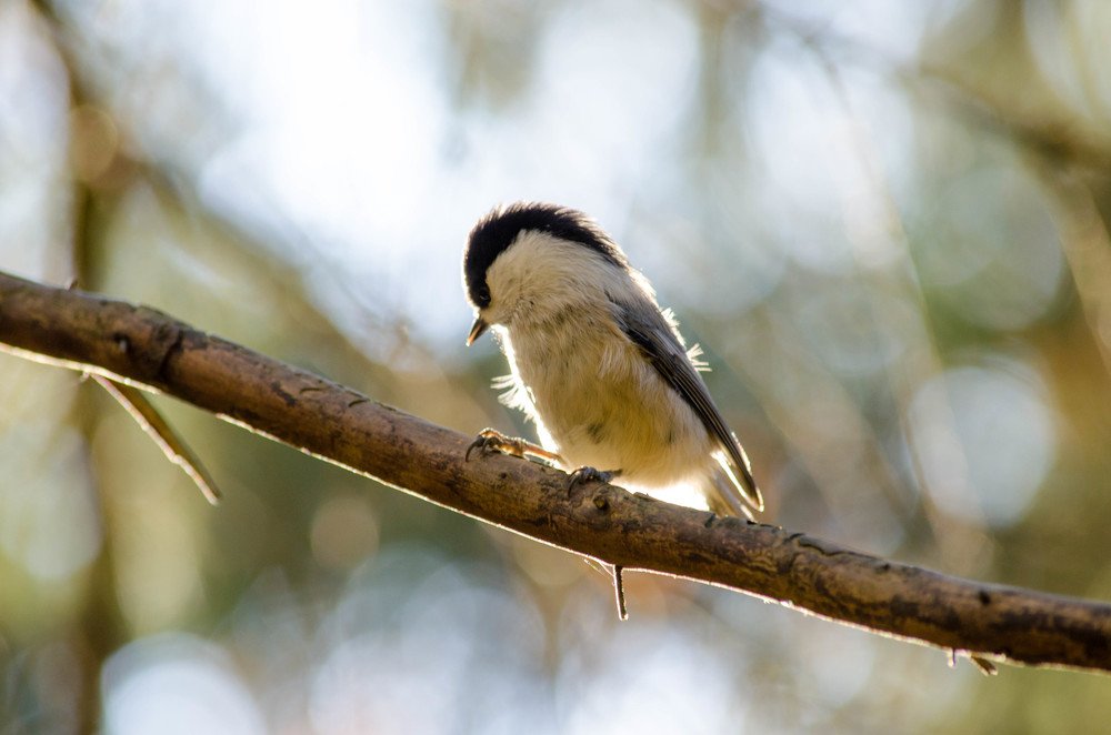 Photograph by Ирина