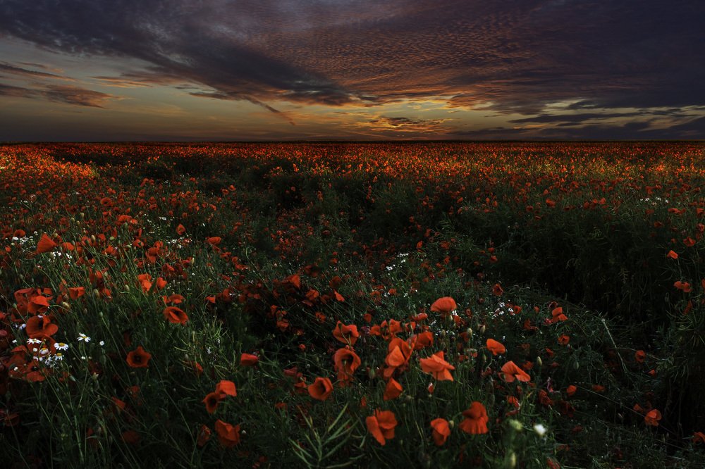 Photograph by Ivars Salmanis