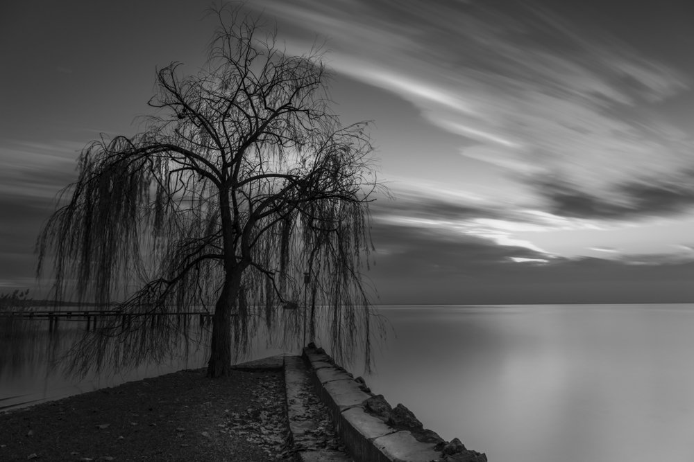 Tree at Sunset