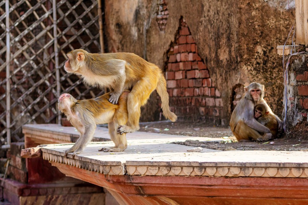 Streets of Vrindavan