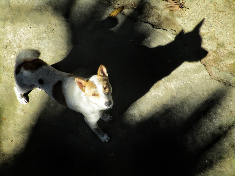 Photograph by Monuj Kr Dutta