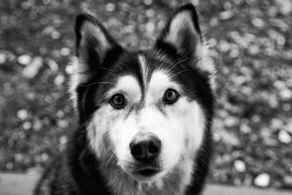 Photograph by Flavia Litrico