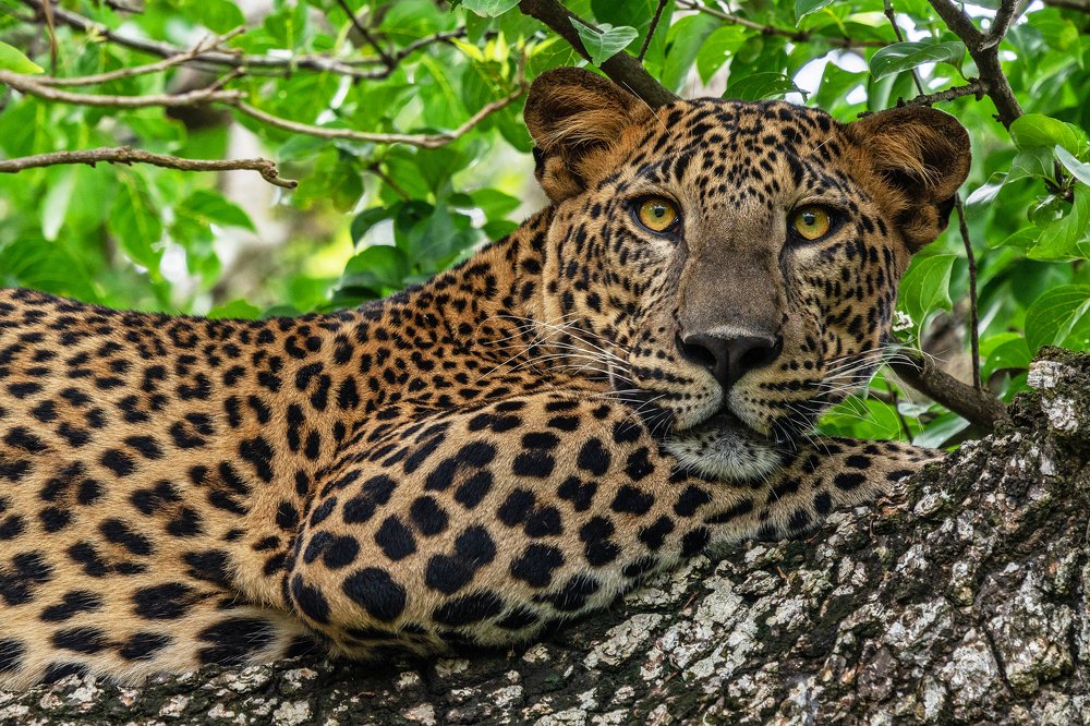 Wild leopard on the tree